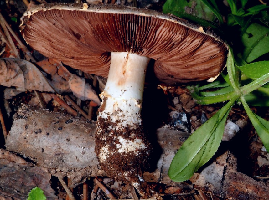 Agaricus bresadolanus (=A. romagnesii).